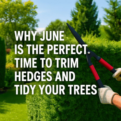 7 Facts About Leylandii Trees (and How to Keep Them Under Control ...