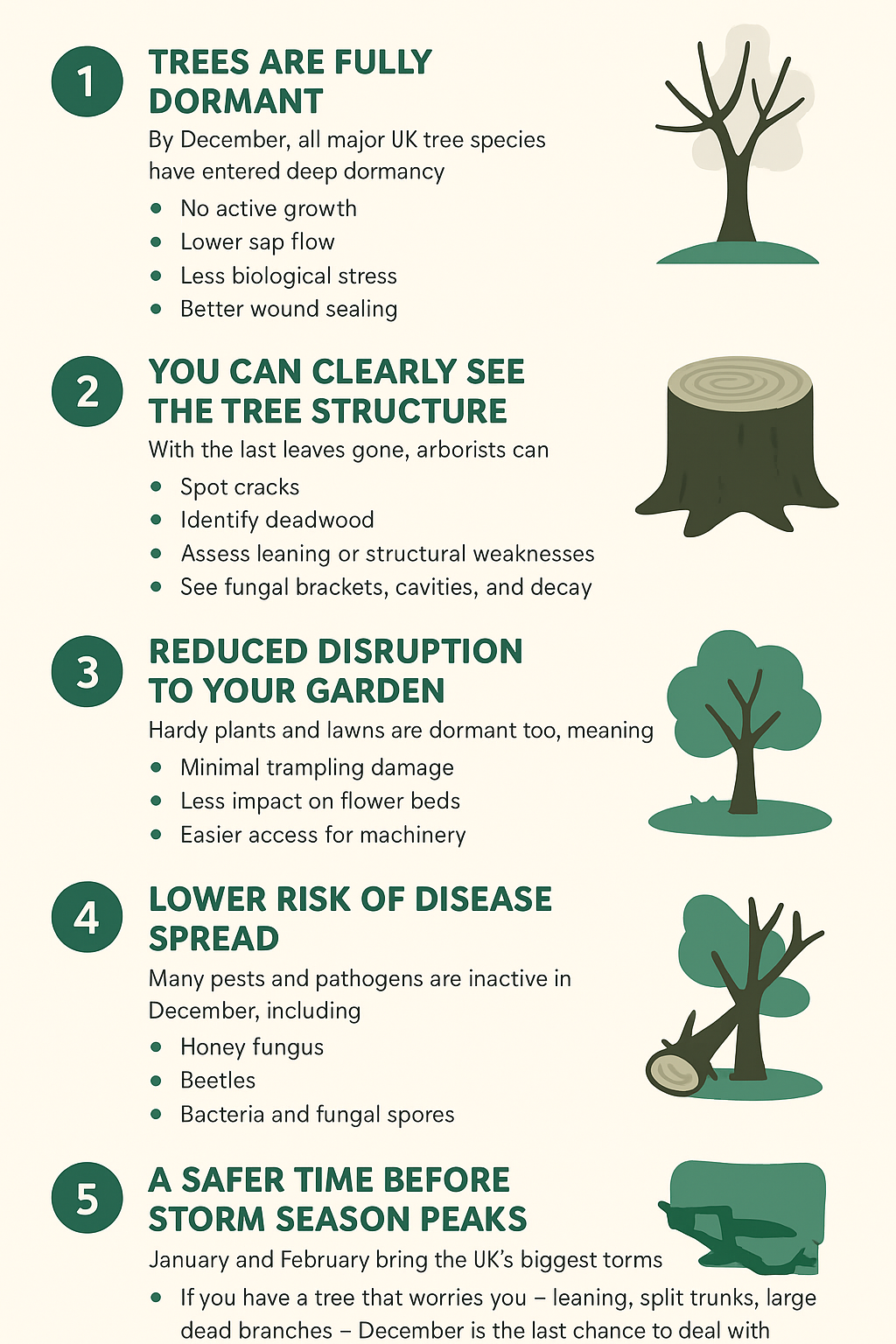 Why December Is the Ideal Month for Removing Dangerous Trees (UK Homeowners Guide)