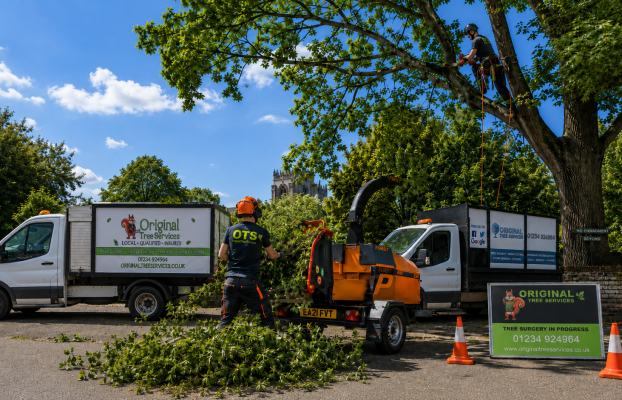Summer Tree Care in Bedford: Advice From Local Tree Surgeons